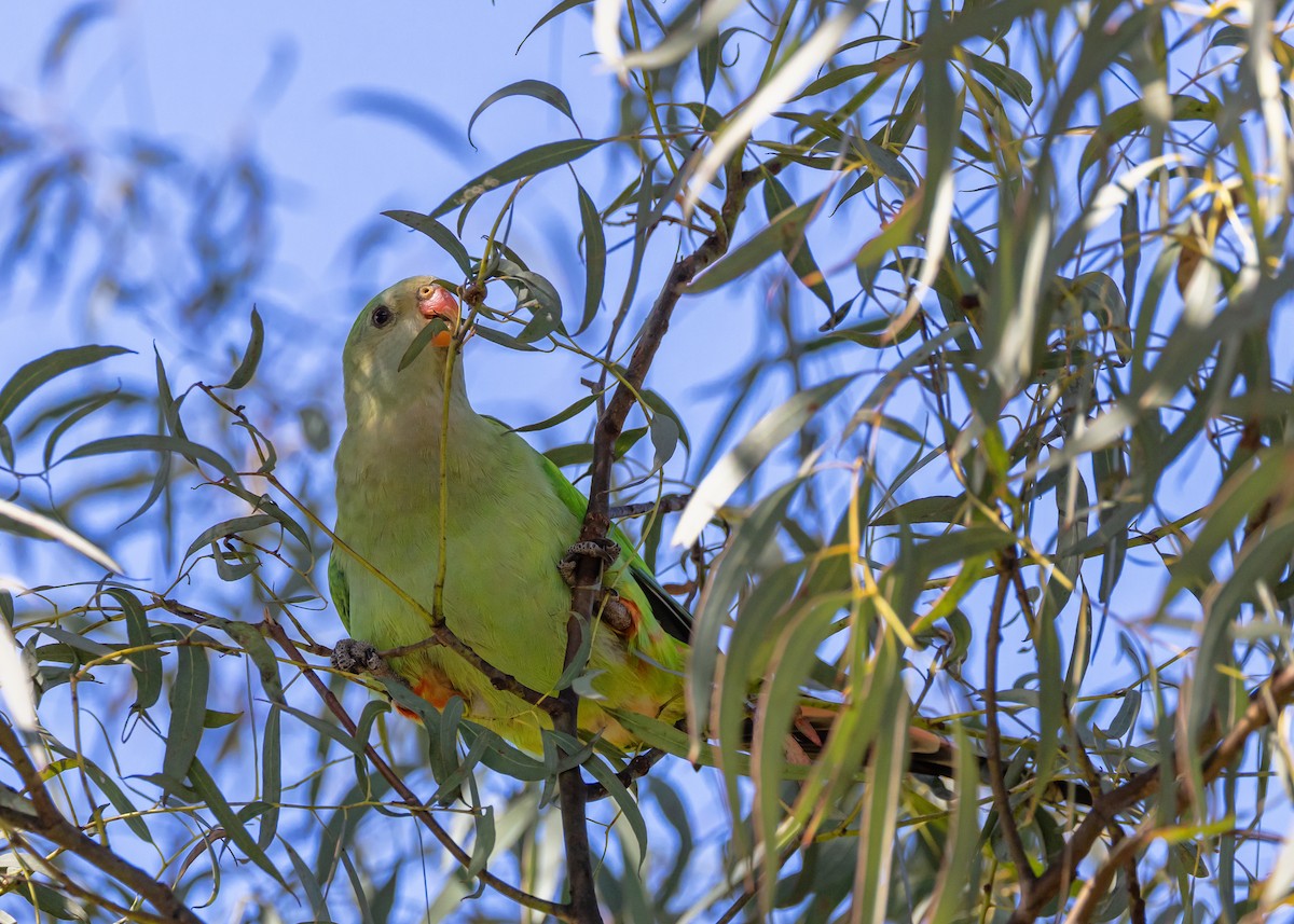 Superb Parrot - ML641829460