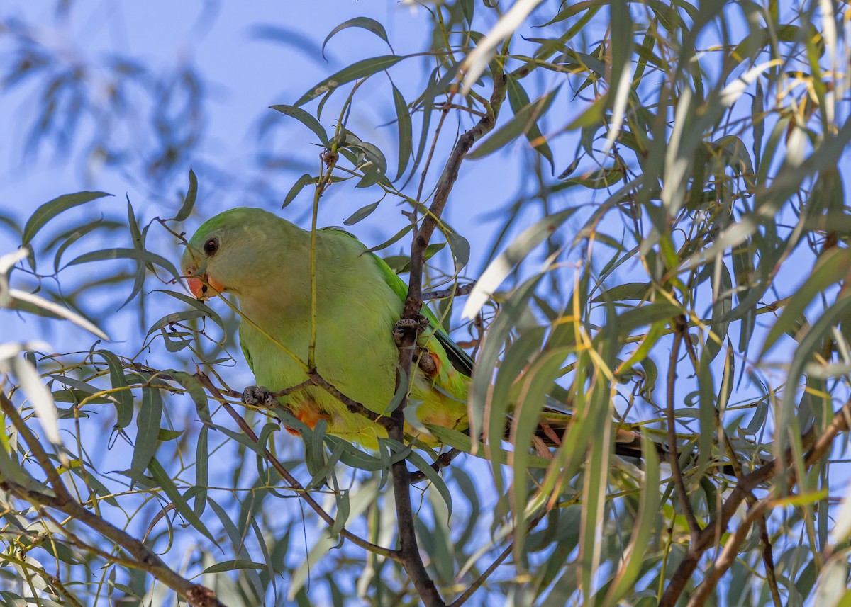 Superb Parrot - ML641829461