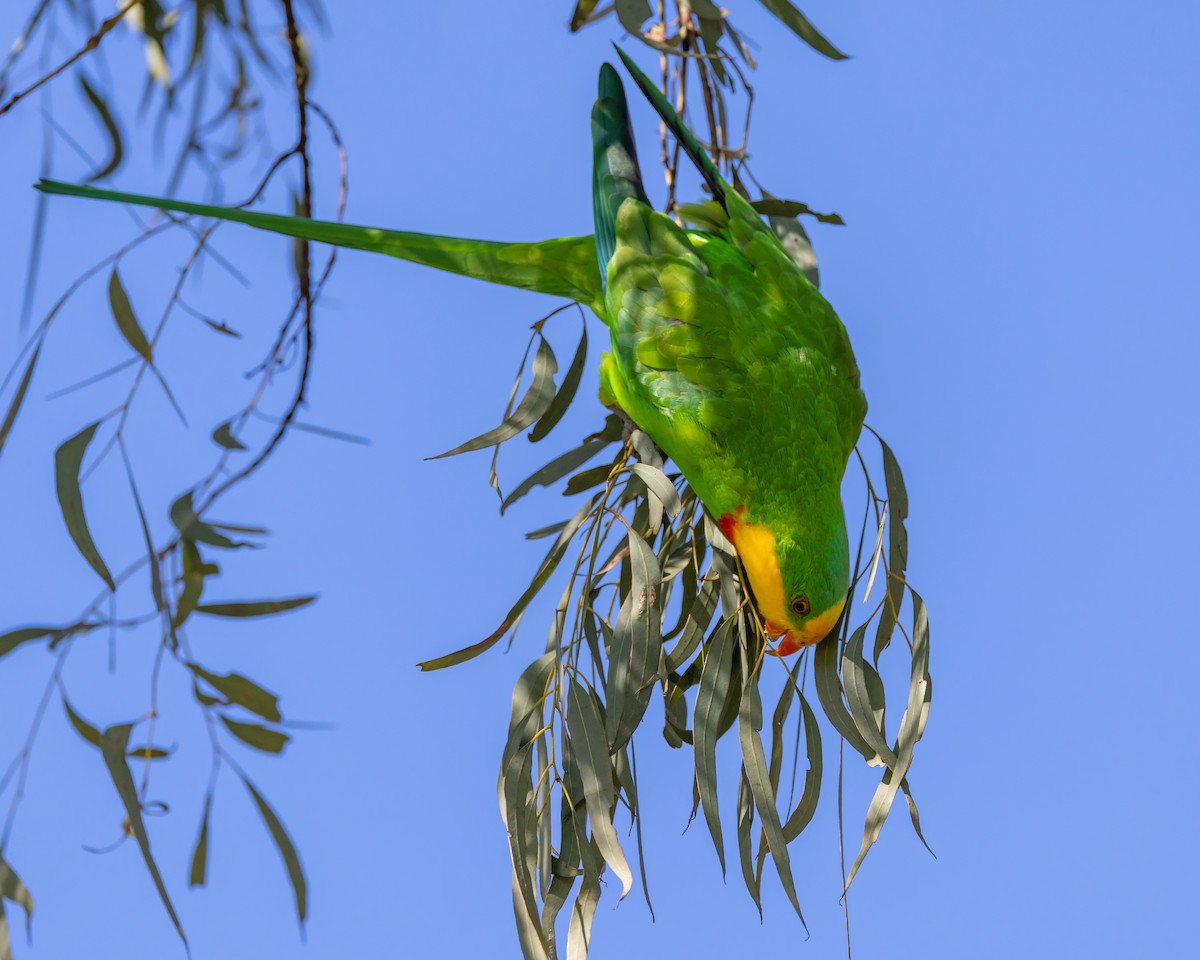 Superb Parrot - ML641829462