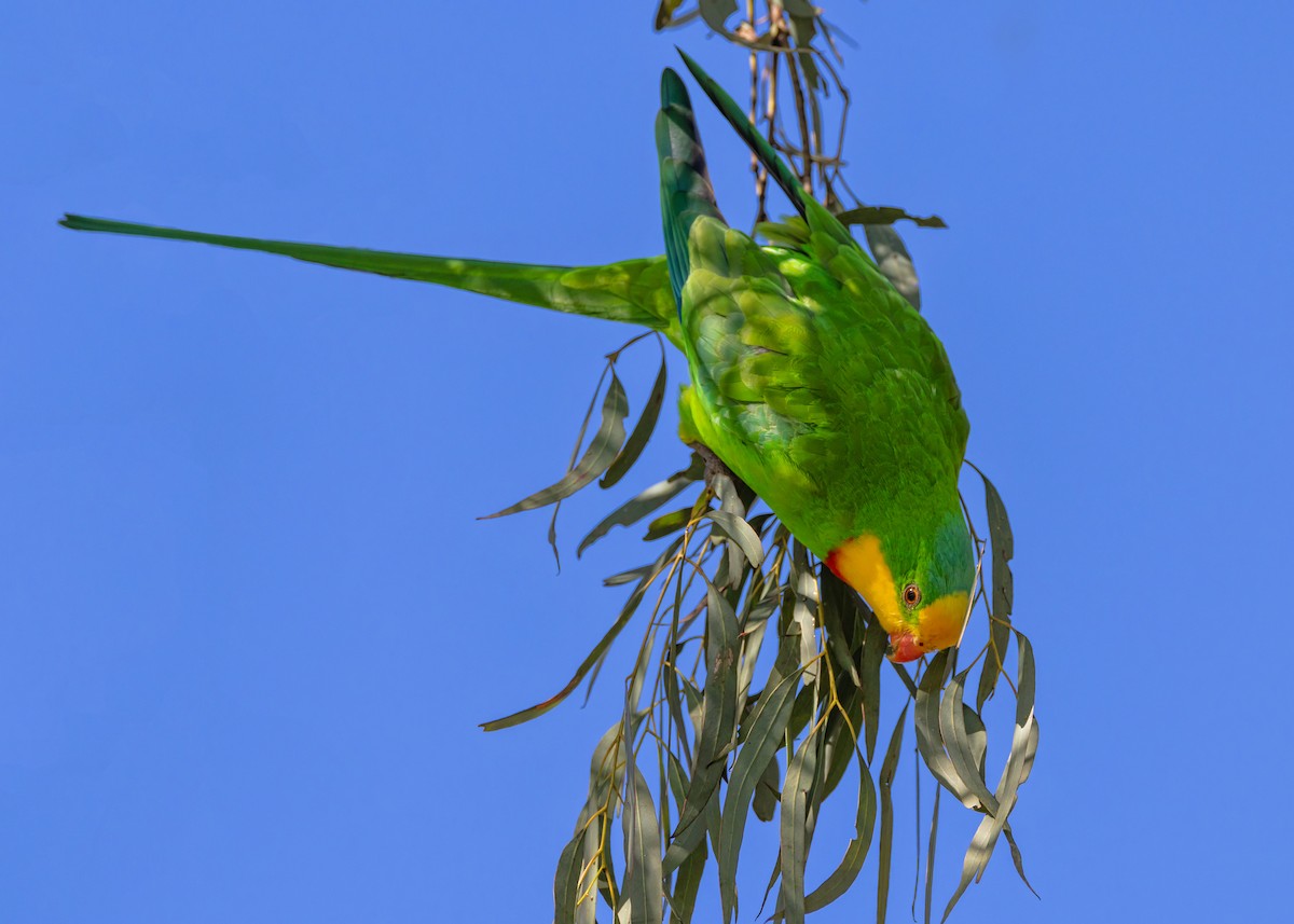 Superb Parrot - ML641829463