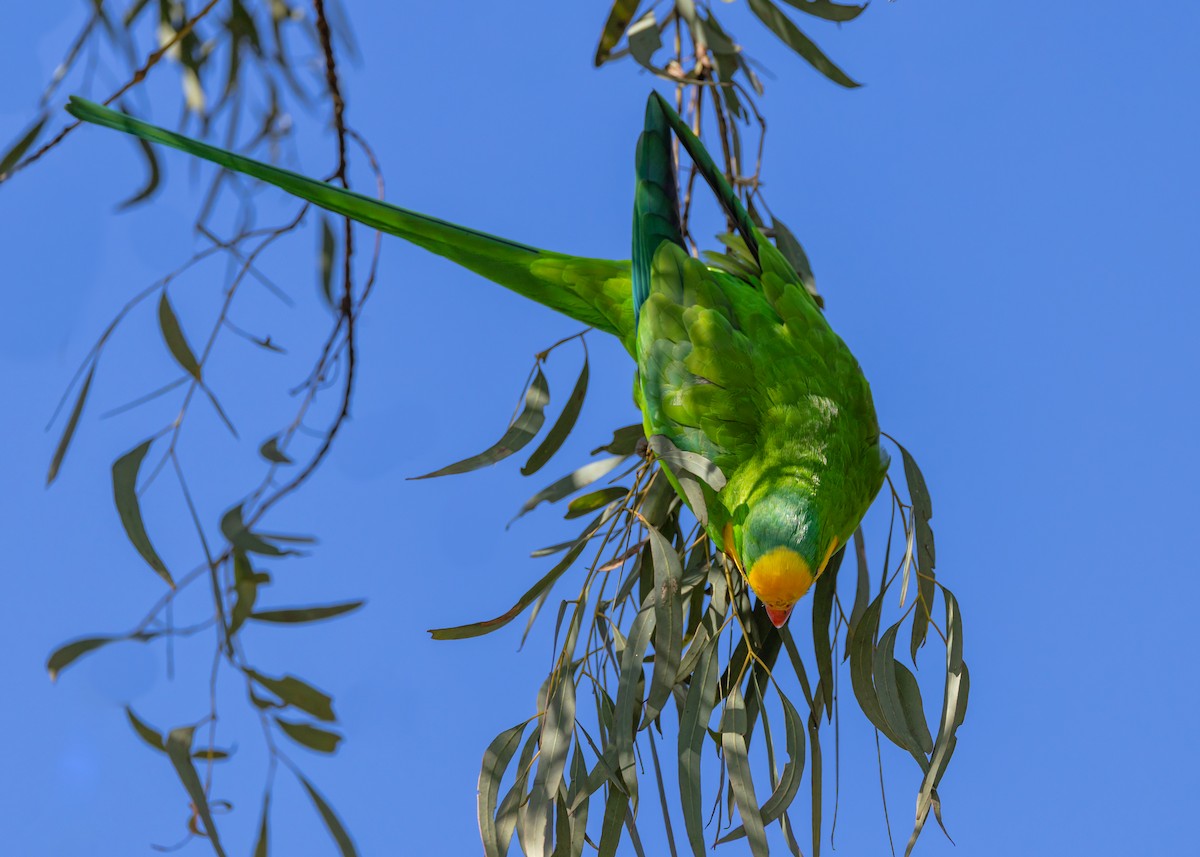 Superb Parrot - ML641829464