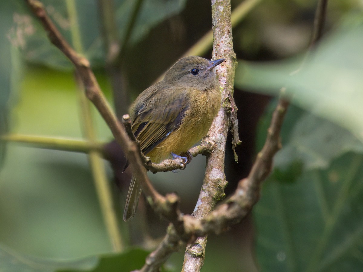 Ochre-bellied Flycatcher - ML641829496