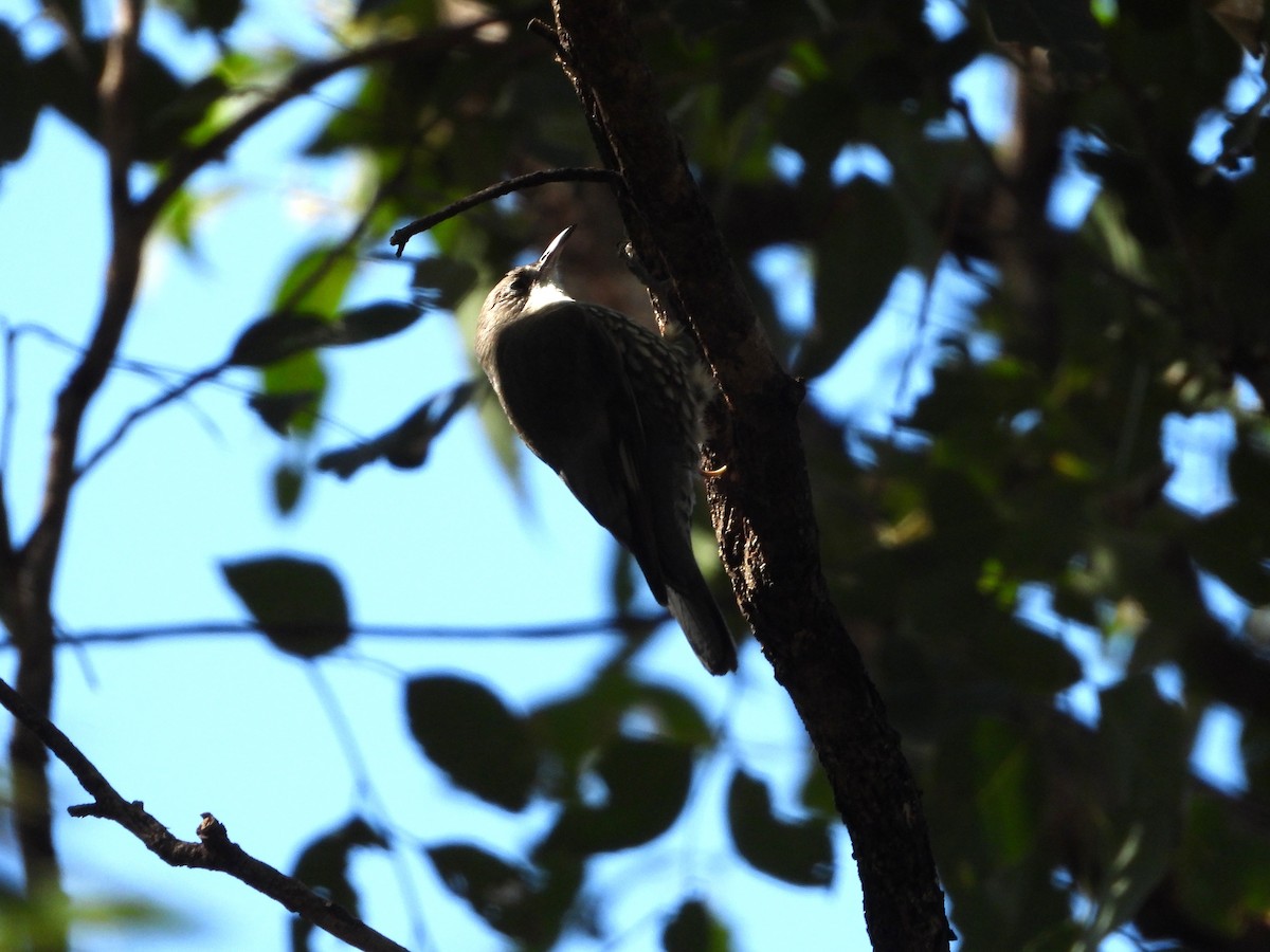 White-throated Treecreeper - ML641829499