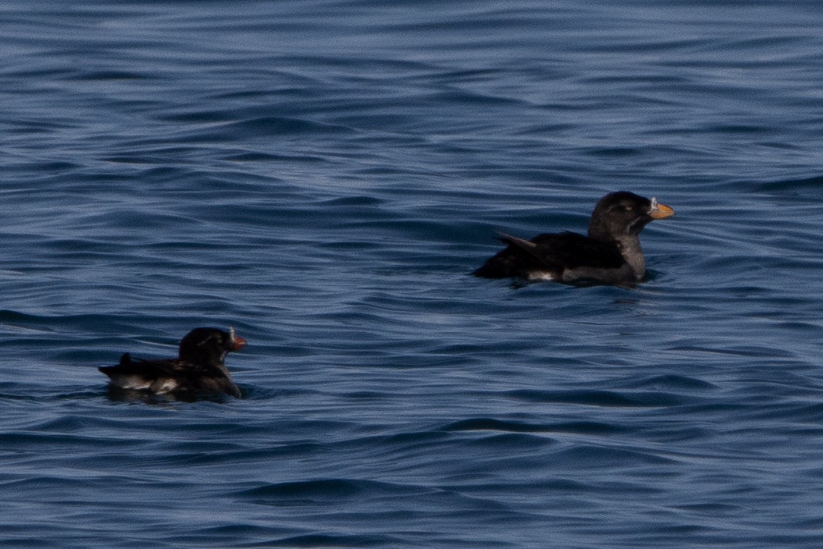 Rhinoceros Auklet - ML641829500