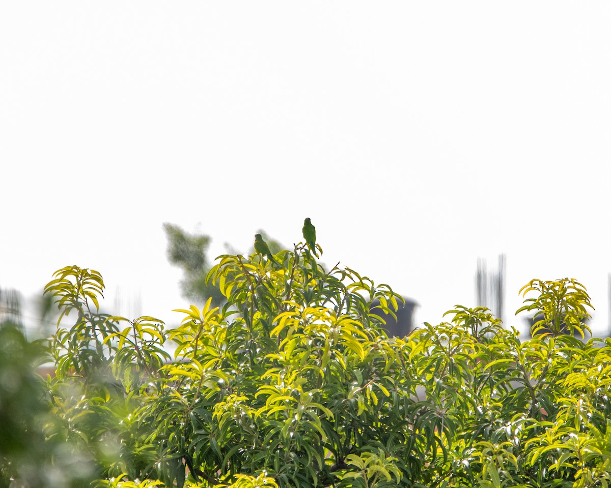 Yellow-crowned Amazon - ML641829544