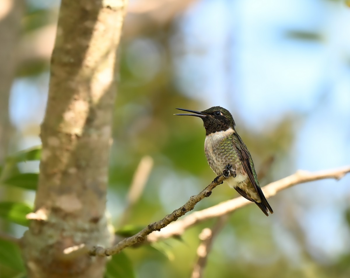 Ruby-throated Hummingbird - ML641829582