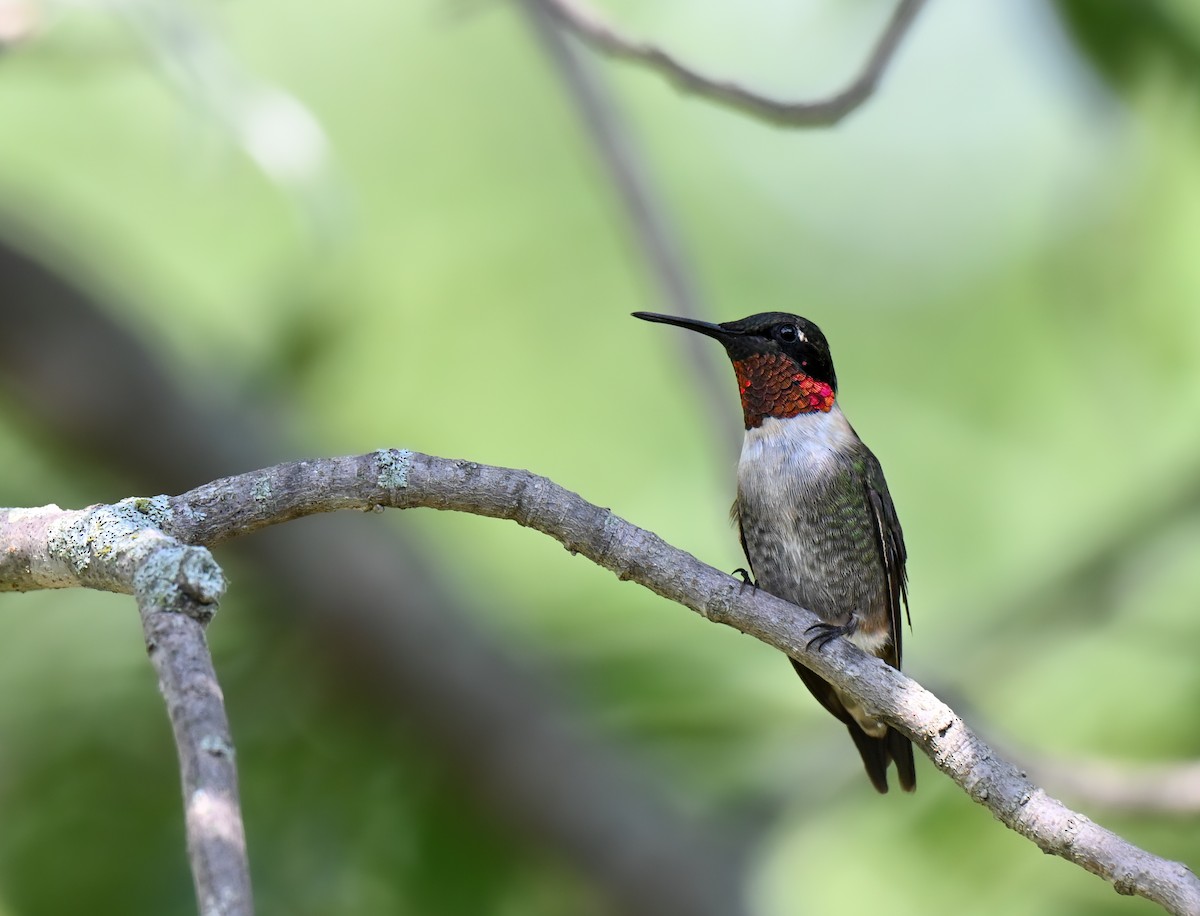 Ruby-throated Hummingbird - ML641829587