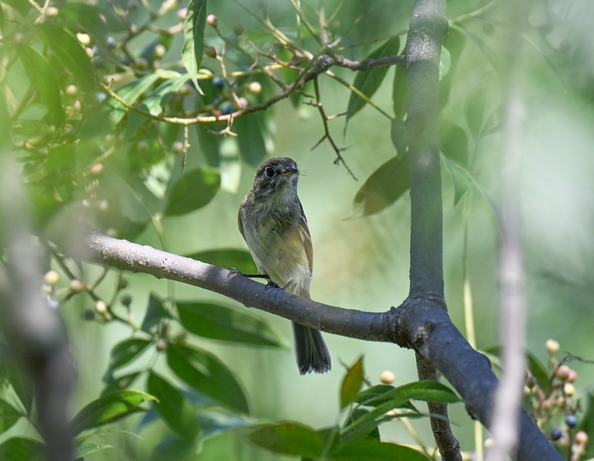 Least Flycatcher - ML641829600