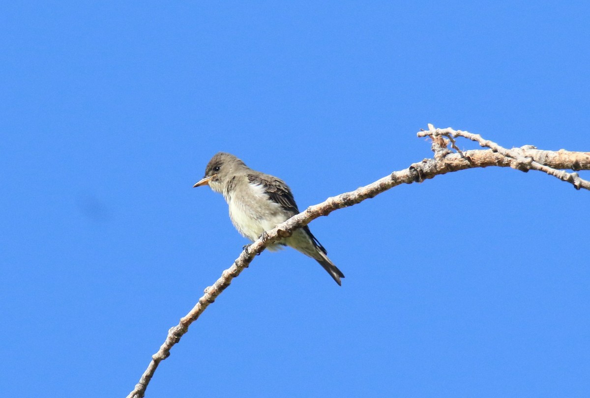 jakkepivi - ML641829602