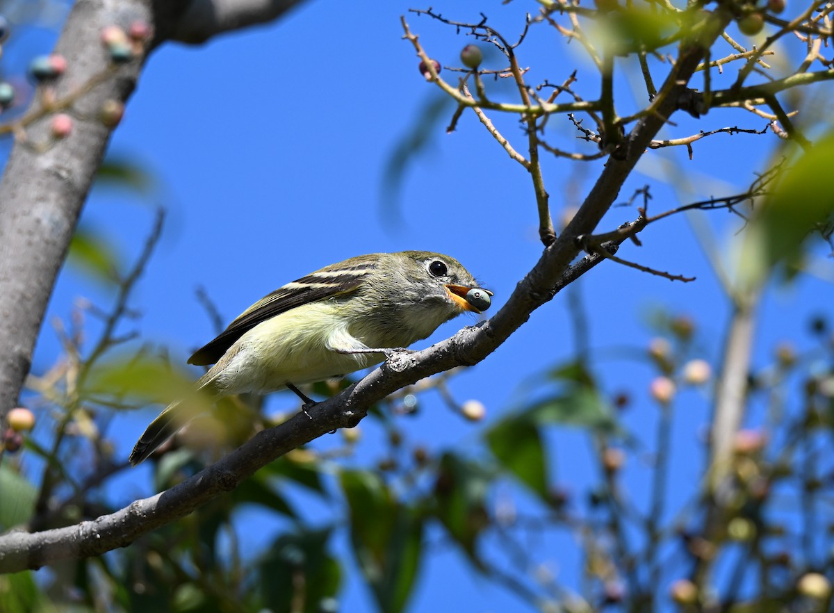 Least Flycatcher - ML641829613