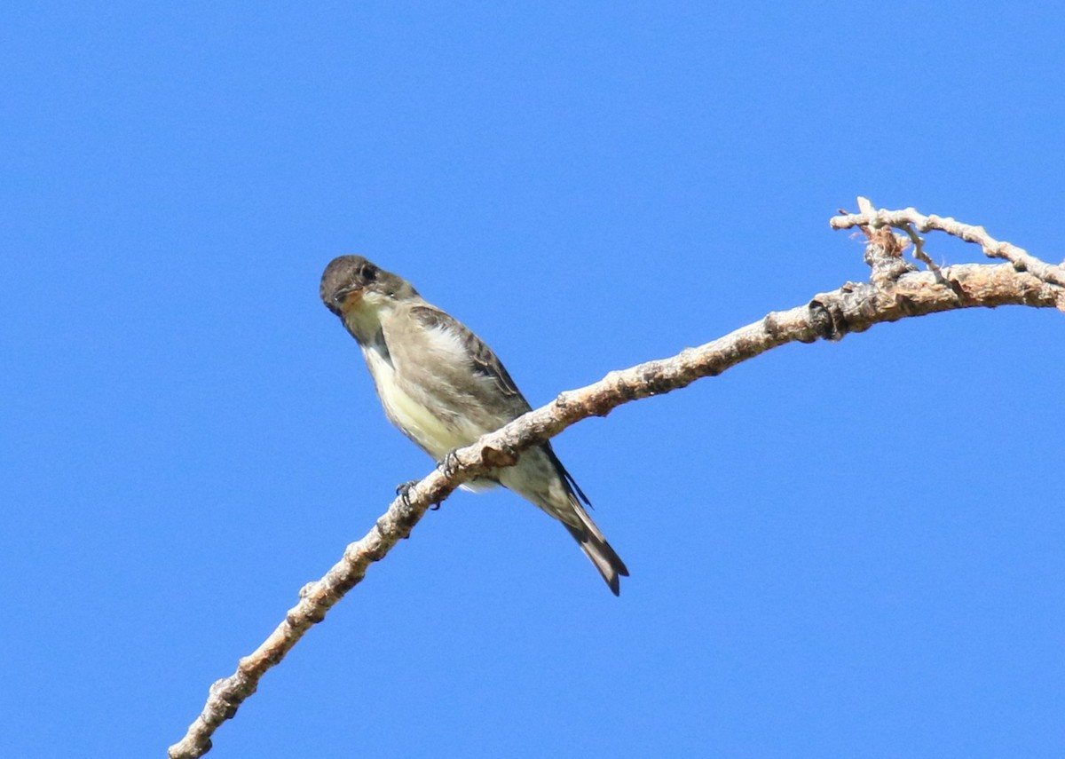 jakkepivi - ML641829616