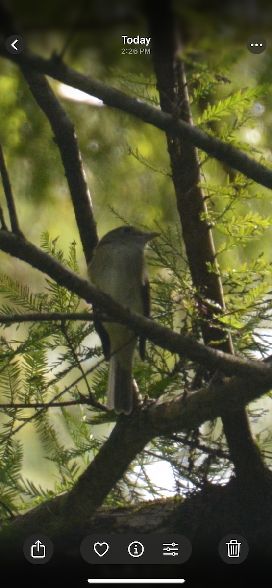 Mosquero Verdoso - ML641829619
