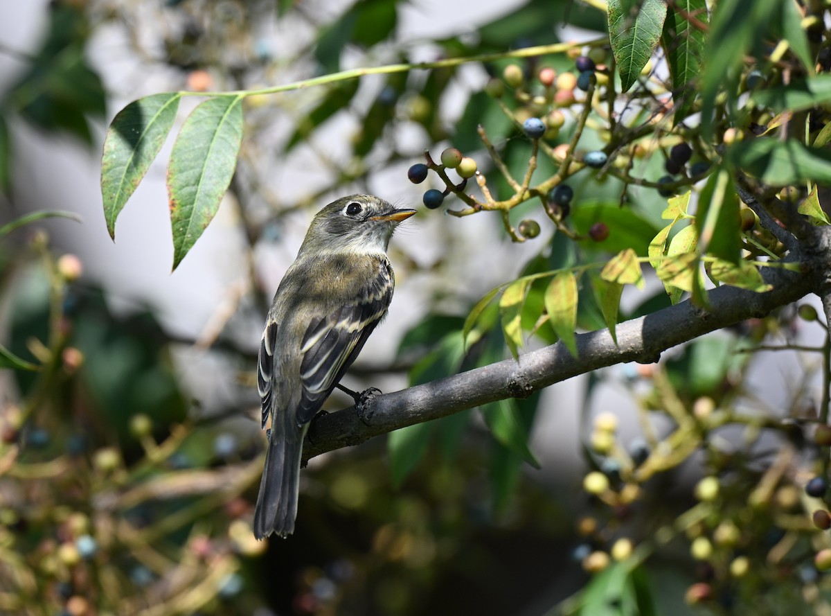 Least Flycatcher - ML641829621