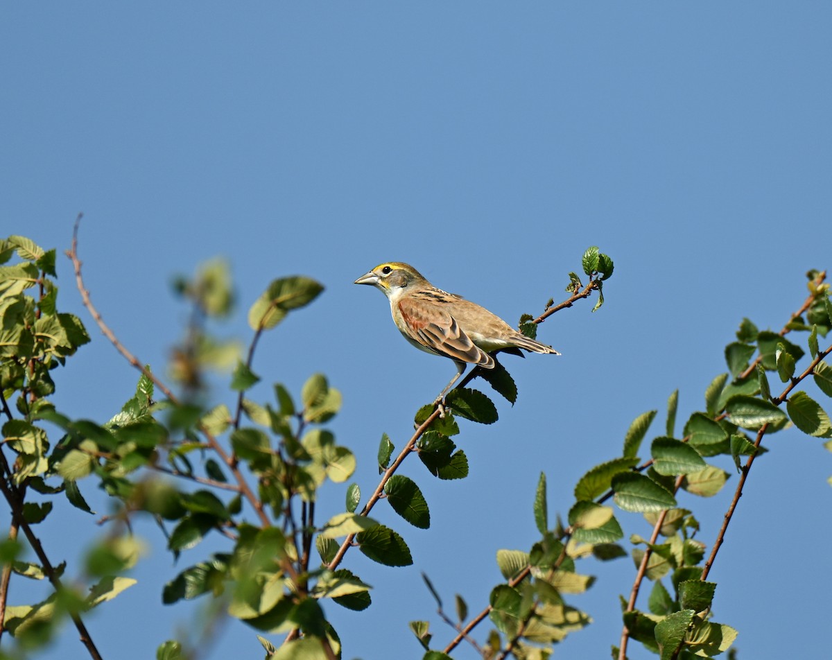 Dickcissel - ML641829631