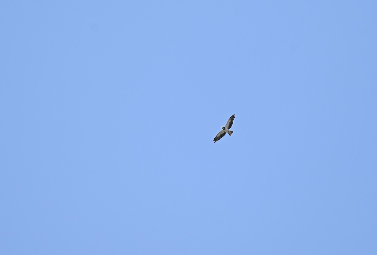 Swainson's Hawk - ML641829643