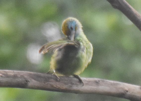 Yellow-fronted Barbet - ML641829644