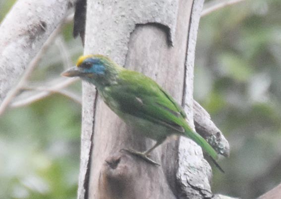 Yellow-fronted Barbet - ML641829649