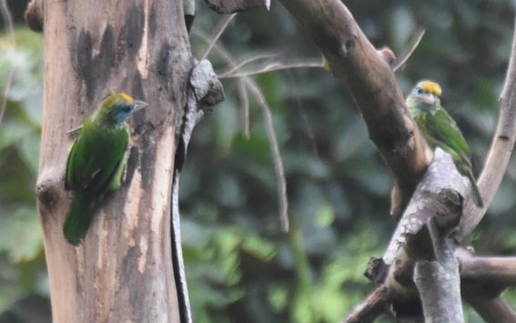 Yellow-fronted Barbet - ML641829658