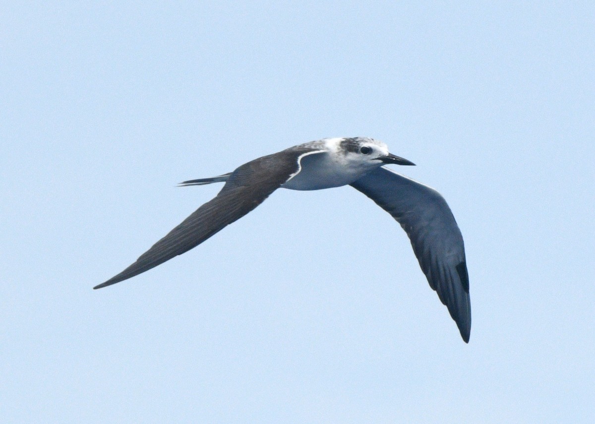 Bridled Tern - ML641829664