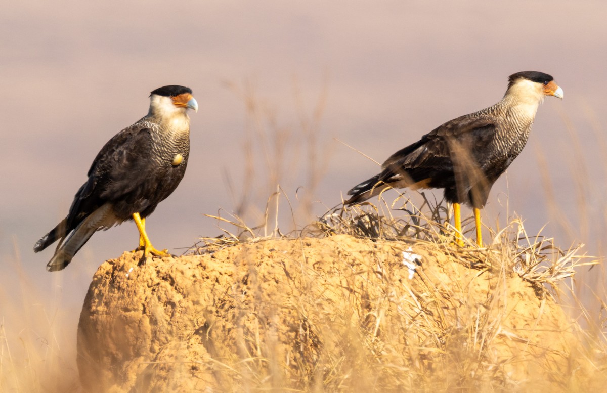 Crested Caracara - ML641829669