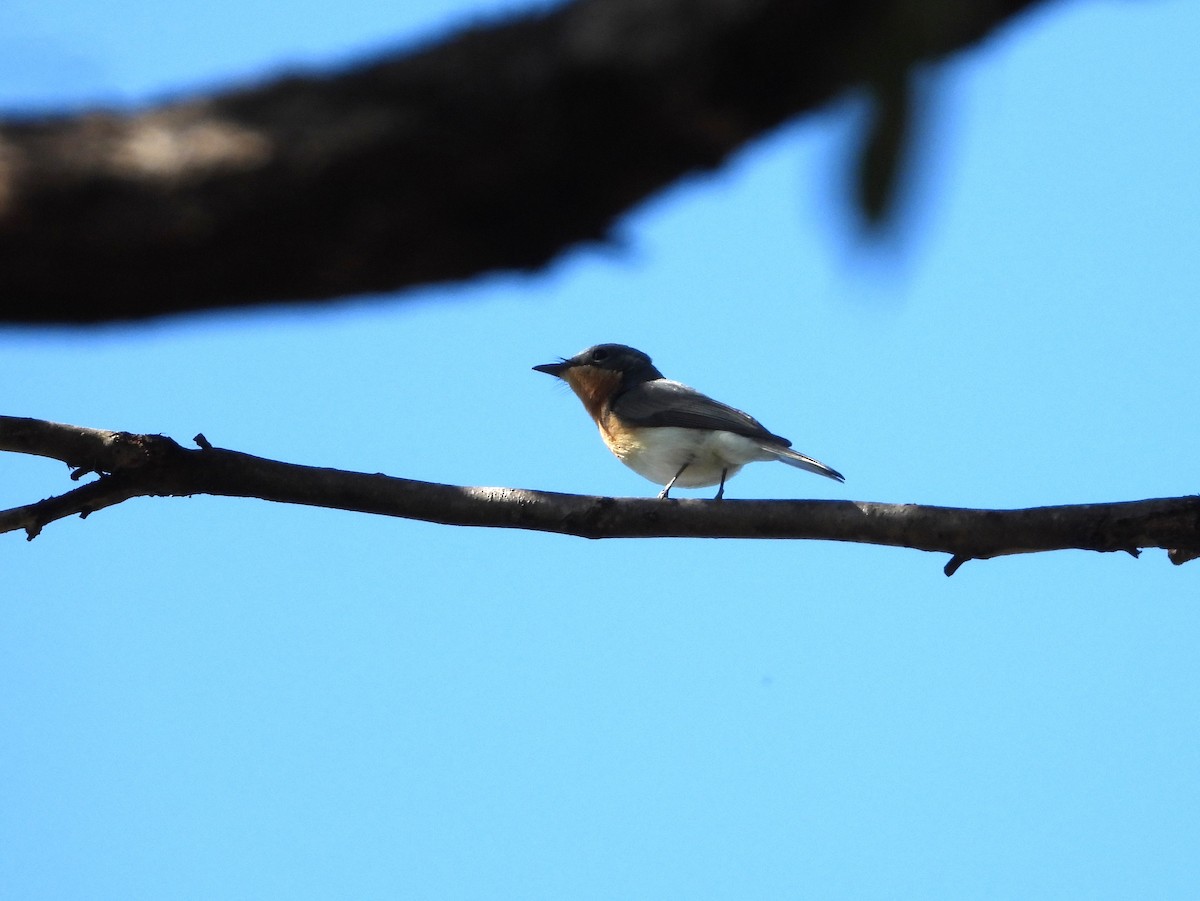 Leaden Flycatcher - ML641829679