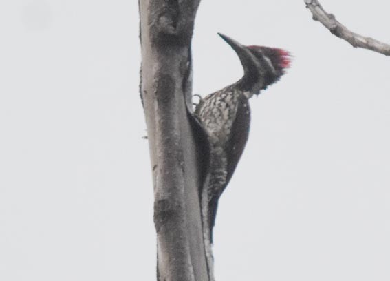 Red-backed Flameback - ML641829687