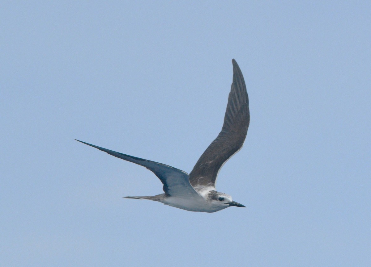 Bridled Tern - ML641829688