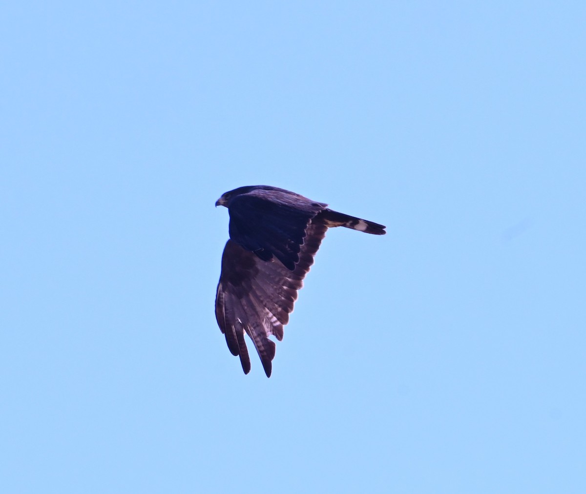 Zone-tailed Hawk - ML641829705
