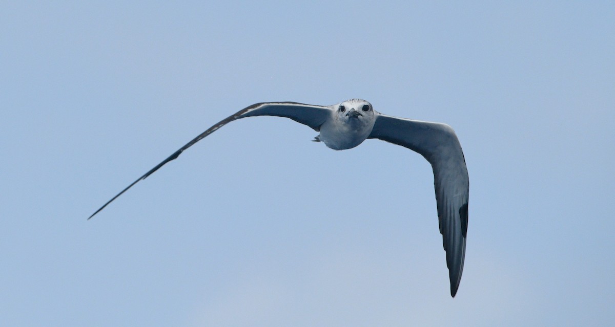 Bridled Tern - ML641829720