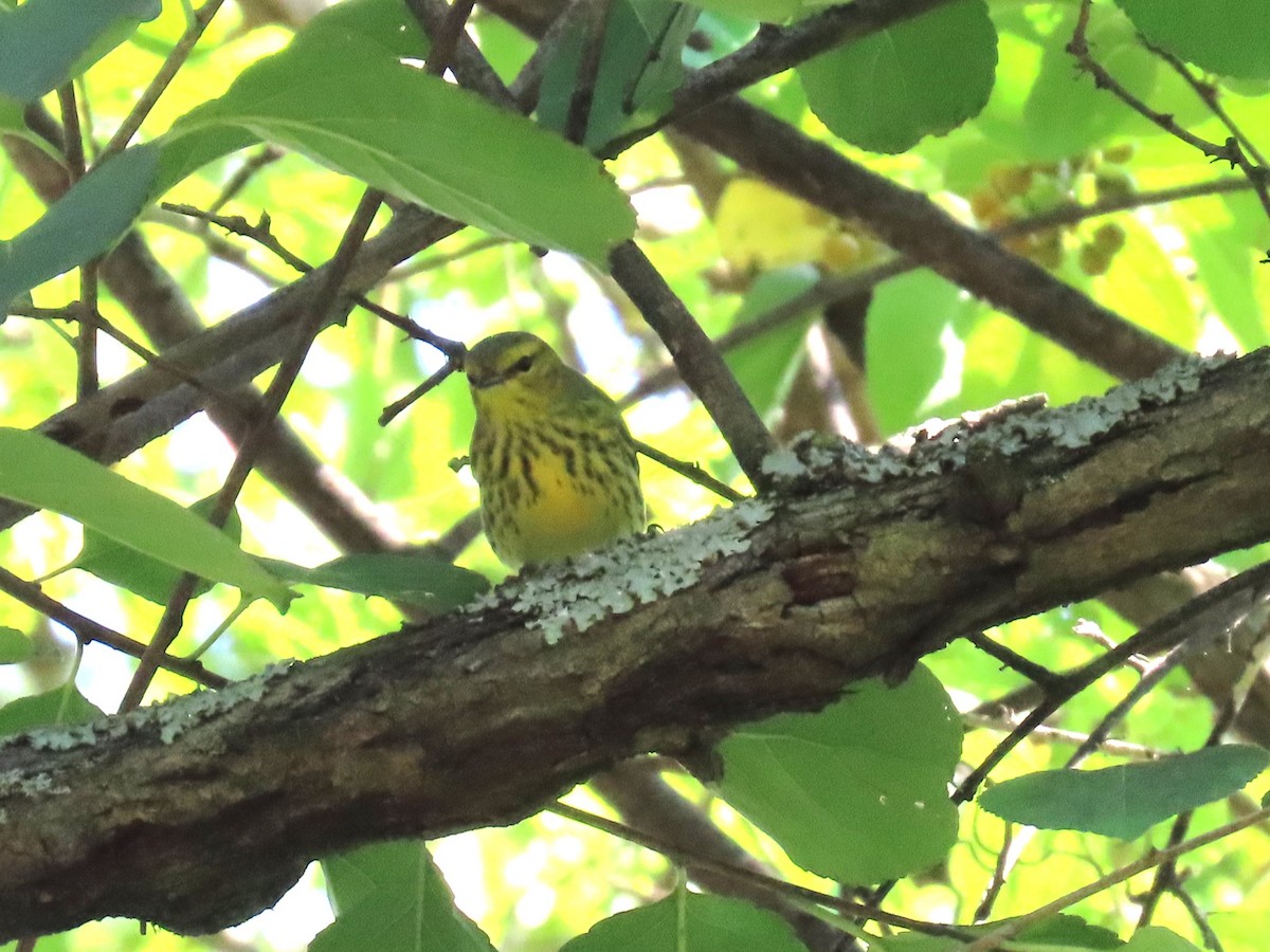 brunkinnparula - ML641829731