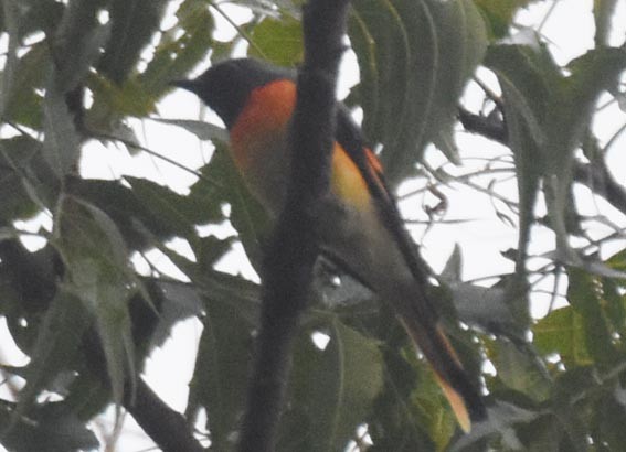 Small Minivet - ML641829732