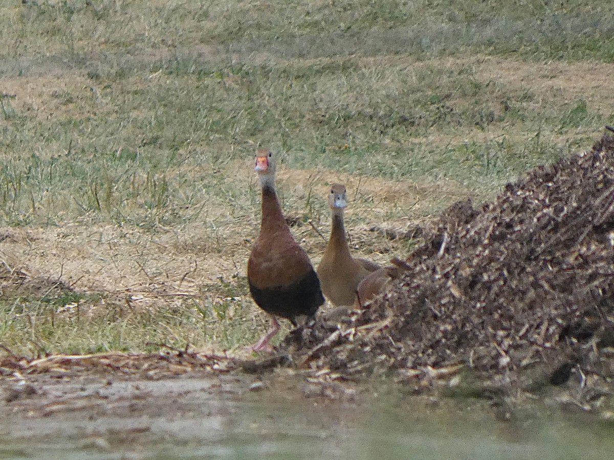 Black-bellied Whistling-Duck - ML641829740