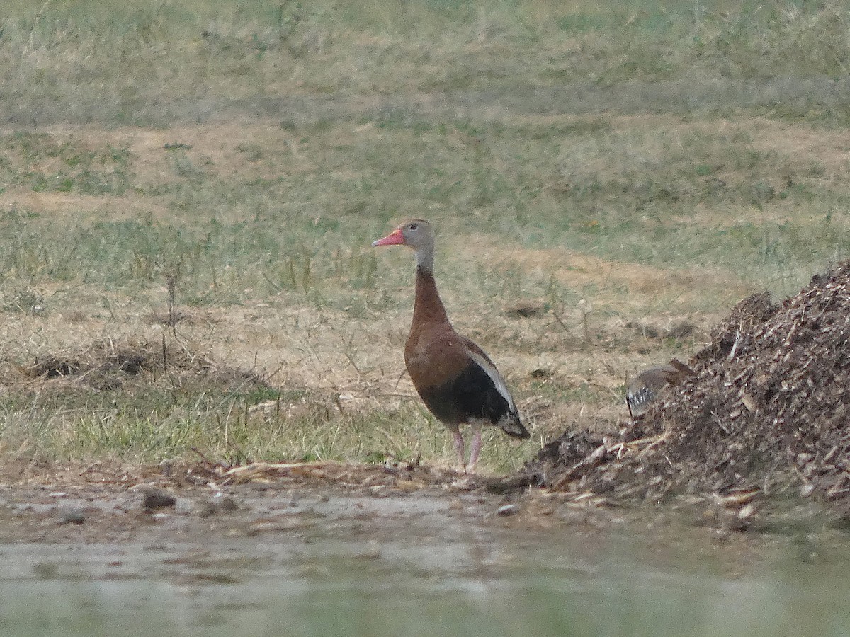 Black-bellied Whistling-Duck - ML641829741