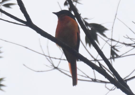 Orange Minivet - ML641829744