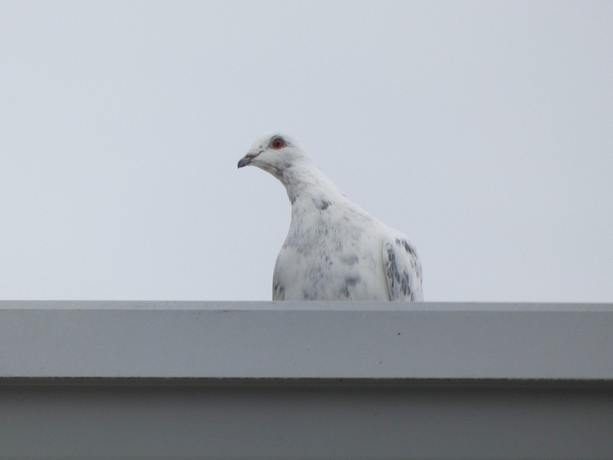 Rock Pigeon (Feral Pigeon) - ML641829748