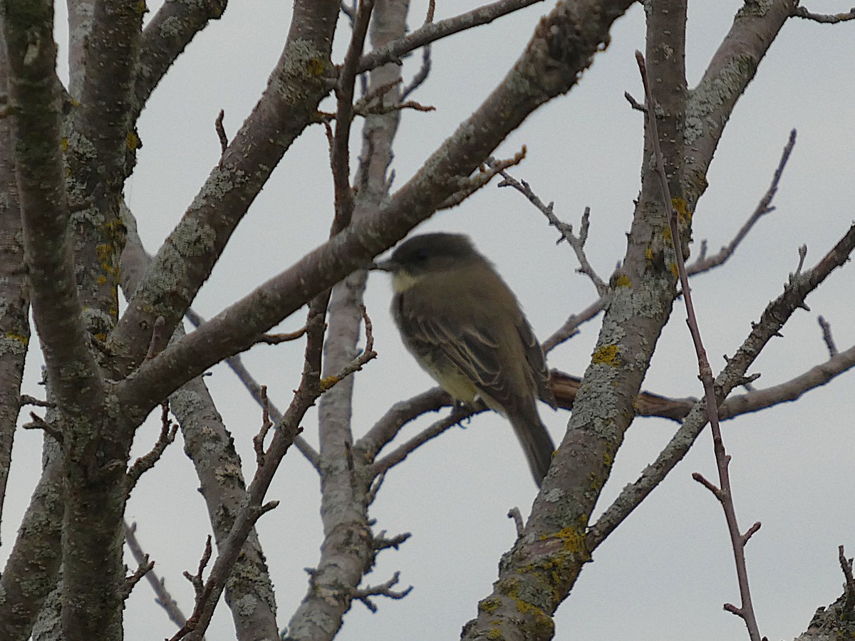 Eastern Phoebe - ML641829759