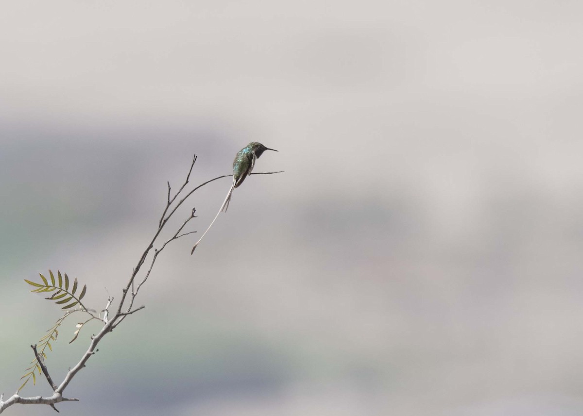 Peruvian Sheartail - ML641829763