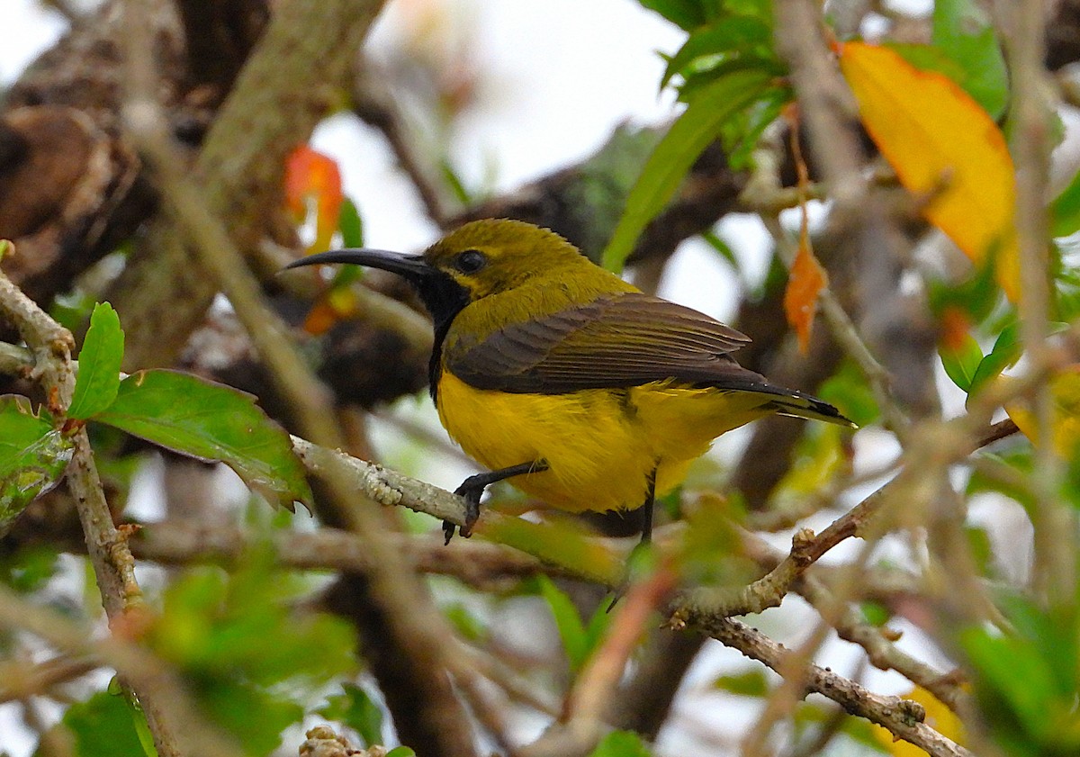 Sahul Sunbird - ML641829764