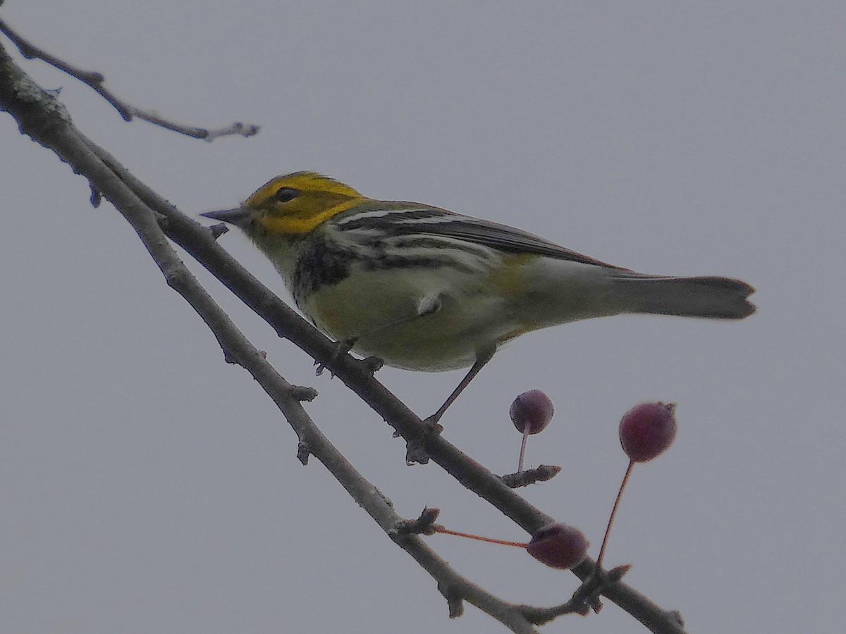 Black-throated Green Warbler - ML641829771