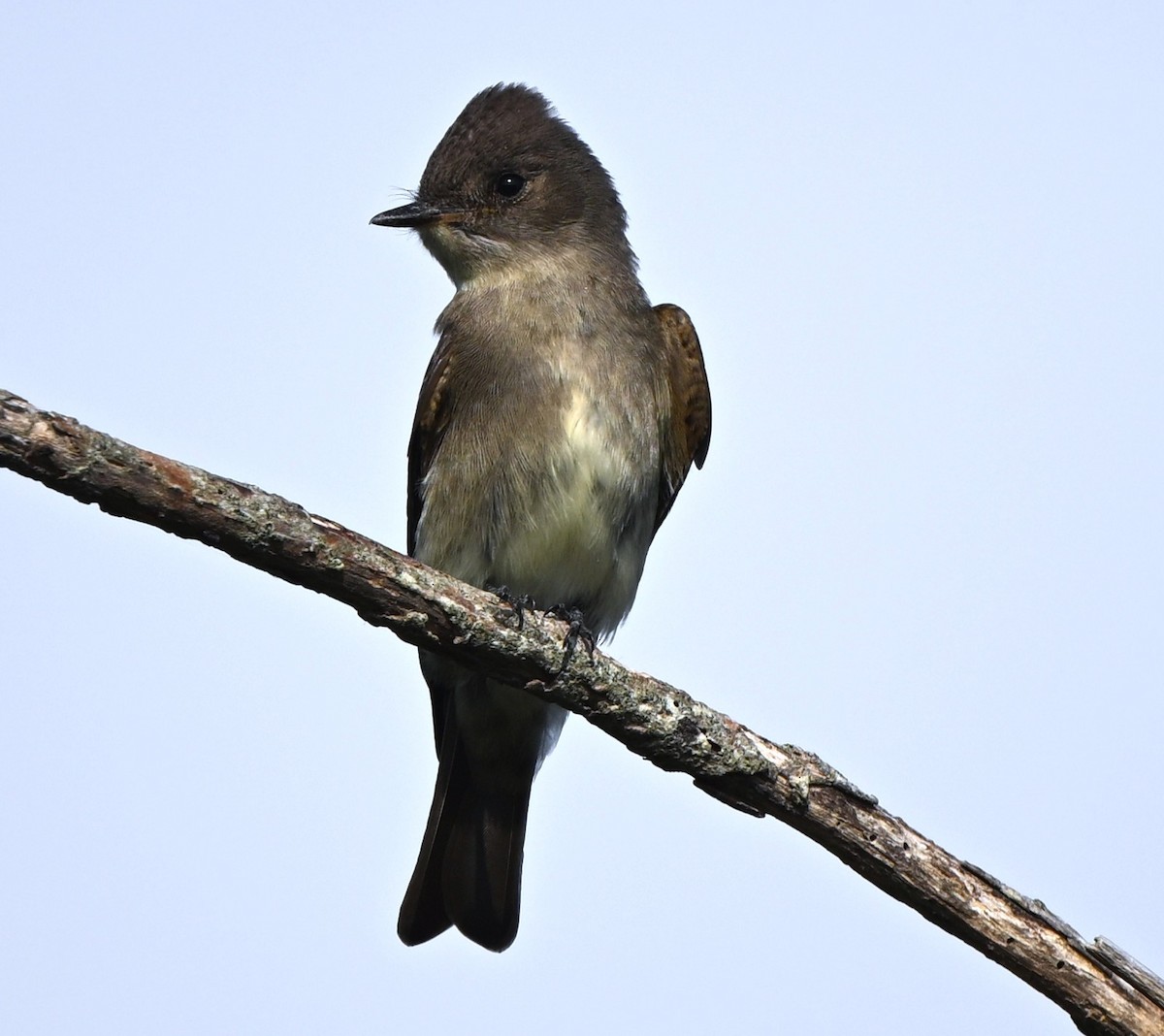 jakkepivi - ML641829773