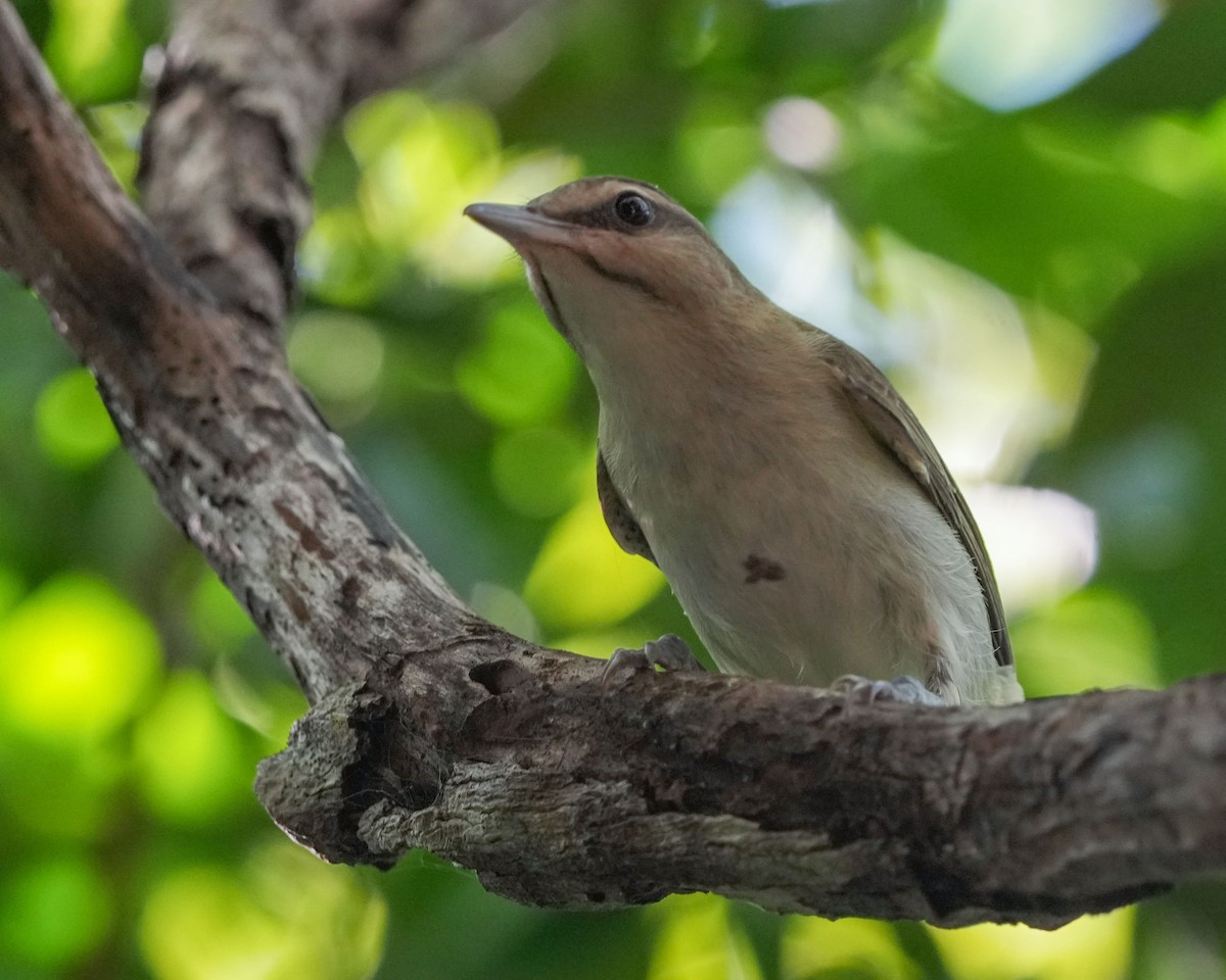 Black-whiskered Vireo - ML641829774