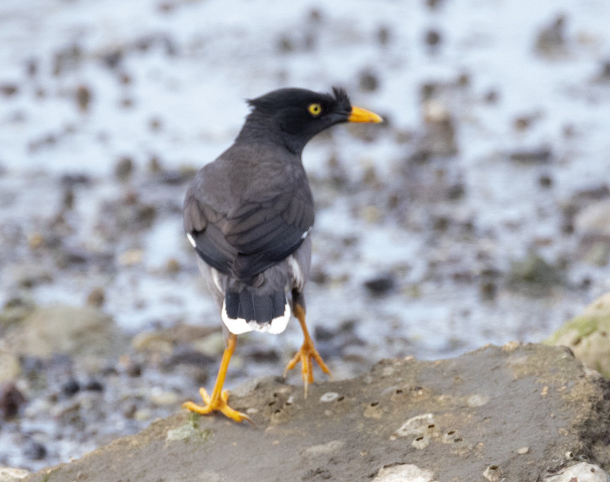 Jungle Myna - ML641829777