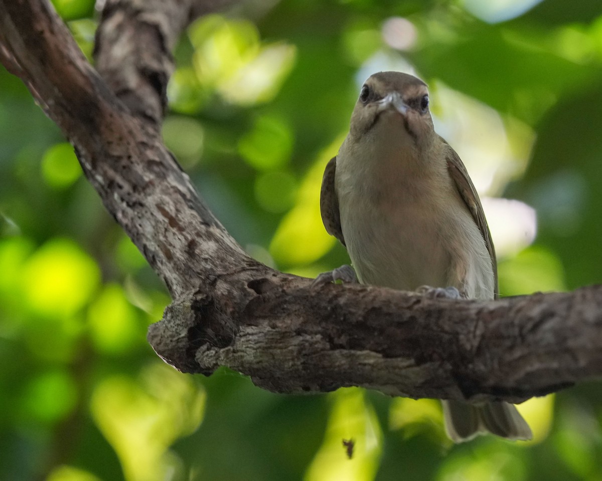 Black-whiskered Vireo - ML641829778