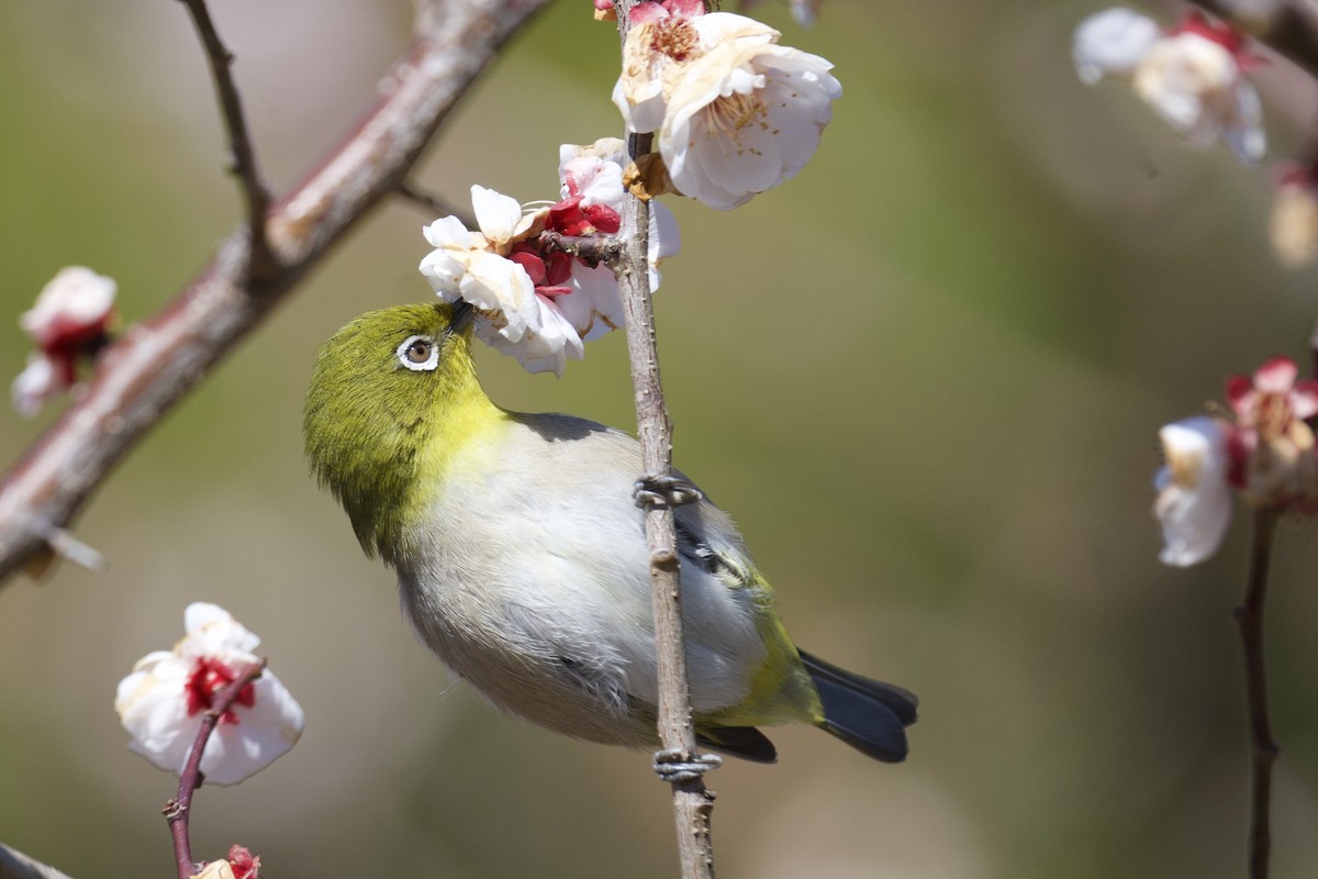 Warbling White-eye - ML641829781