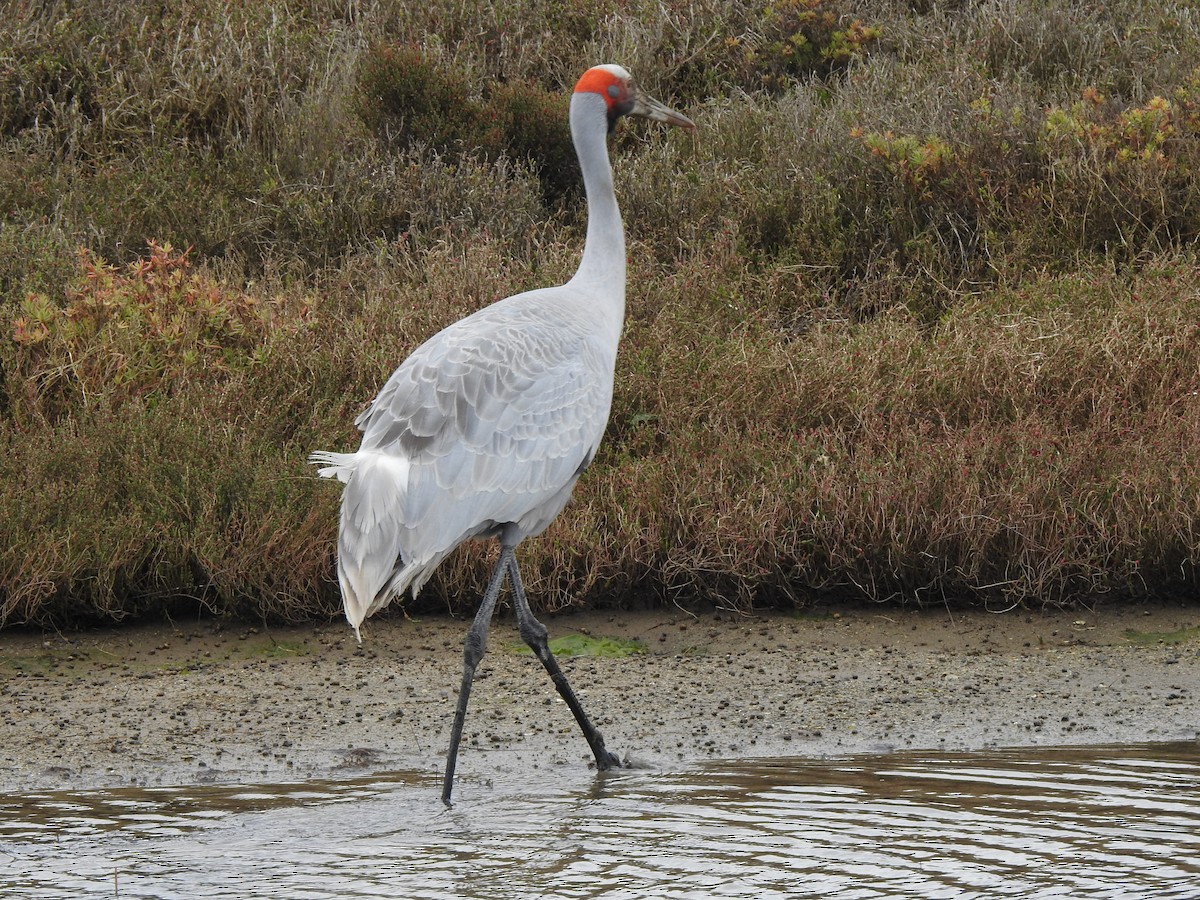 Brolga - ML641829782