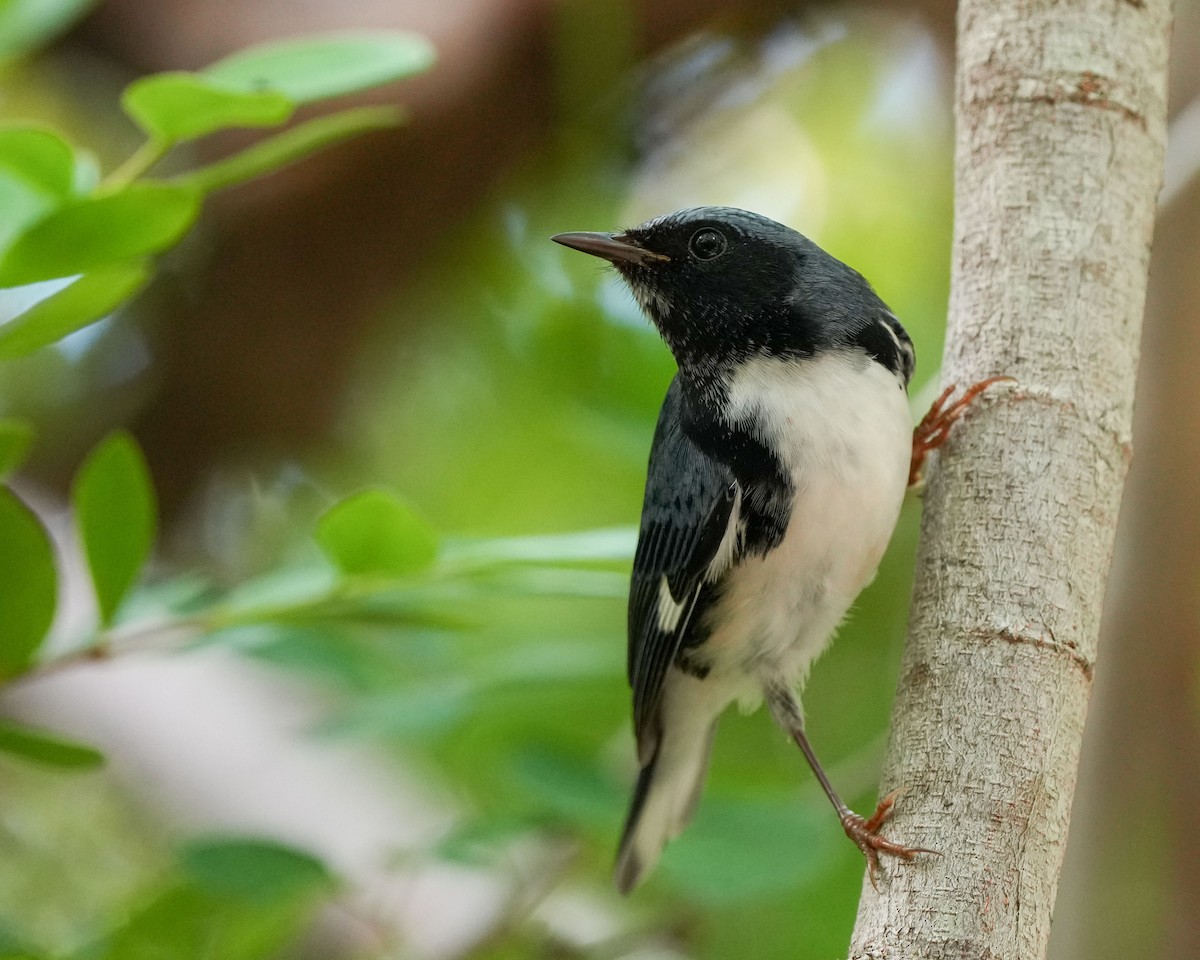 Black-throated Blue Warbler - ML641829785