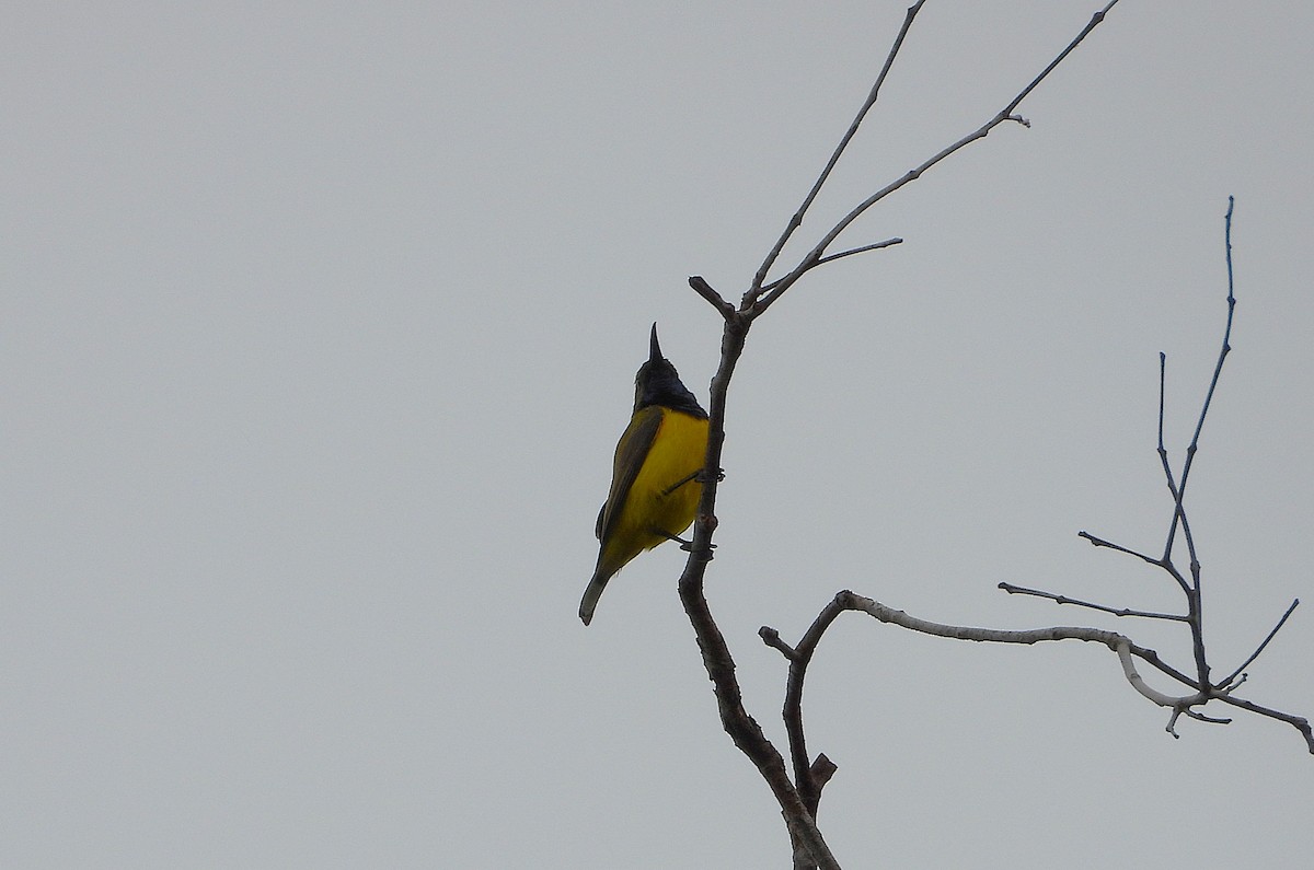 Sahul Sunbird - ML641829798