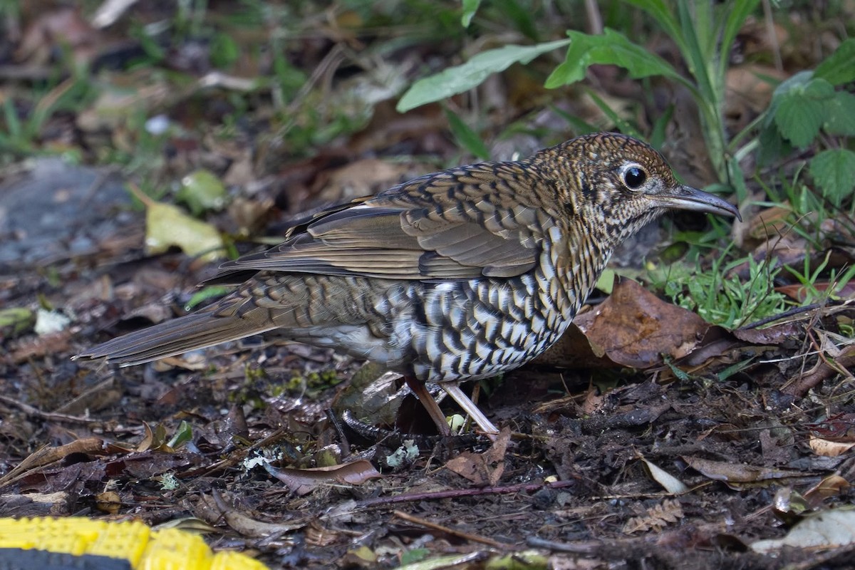 Bassian Thrush - ML641829803