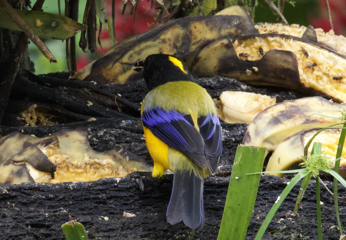 Black-chinned Mountain Tanager - ML641829806