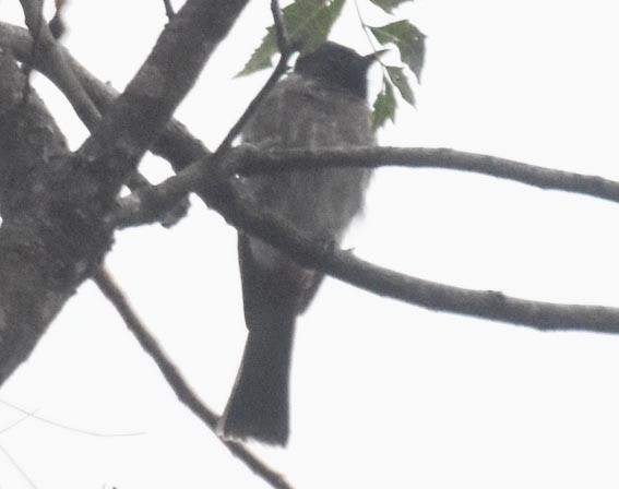 Black-headed Cuckooshrike - ML641829811